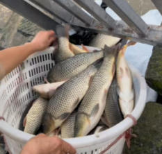 重庆放生纪实 时间2025年11月11号放生【