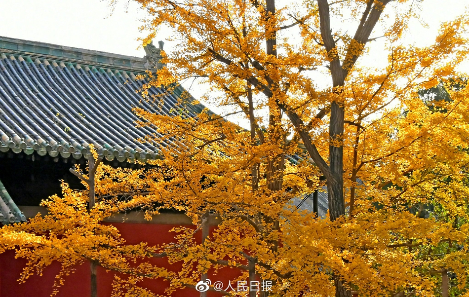 京西古刹大觉寺秋季的千年银杏