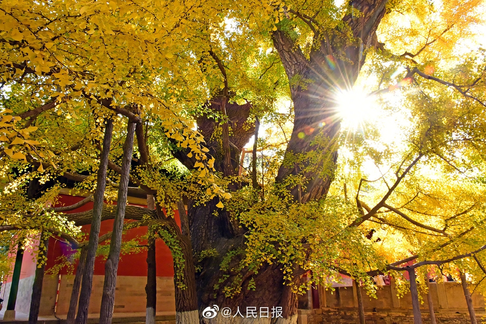 京西古刹大觉寺秋季的千年银杏