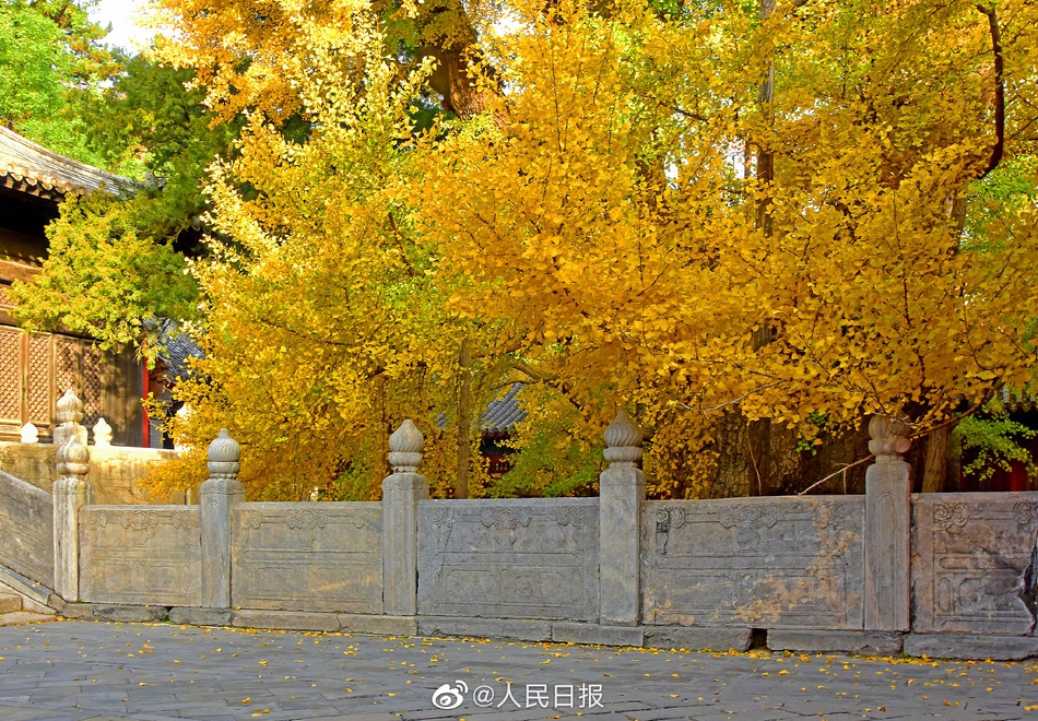 京西古刹大觉寺秋季的千年银杏
