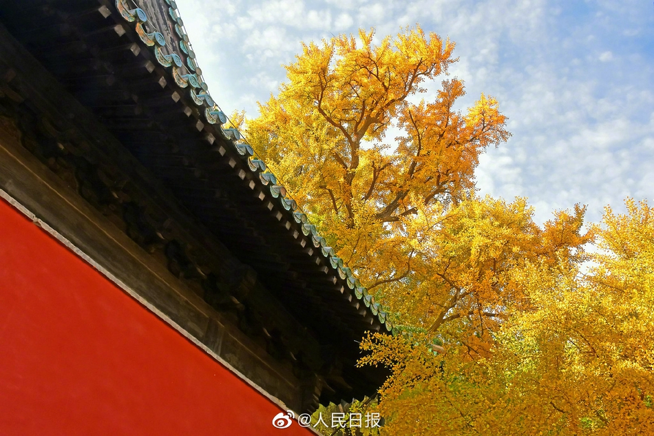 京西古刹大觉寺秋季的千年银杏