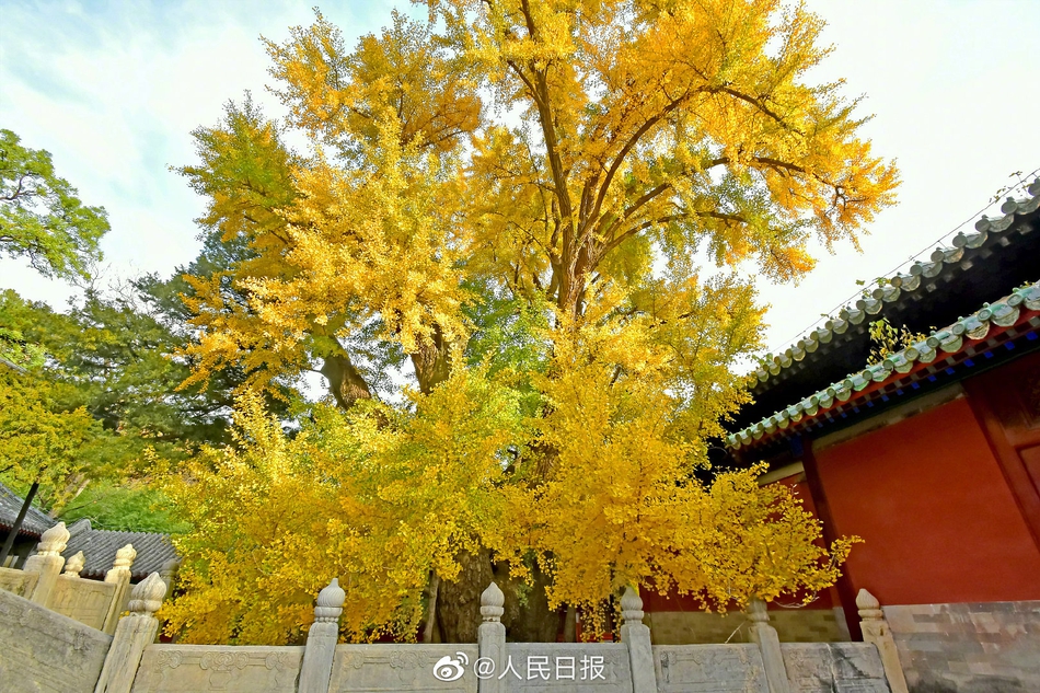 京西古刹大觉寺秋季的千年银杏