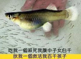 22种不用花钱的放生方法