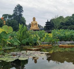 重庆华岩寺盛夏荷花风景图