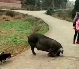 黑猪看见同伴被杀，自己则下跪求绕